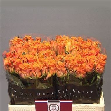 Rose Colandro