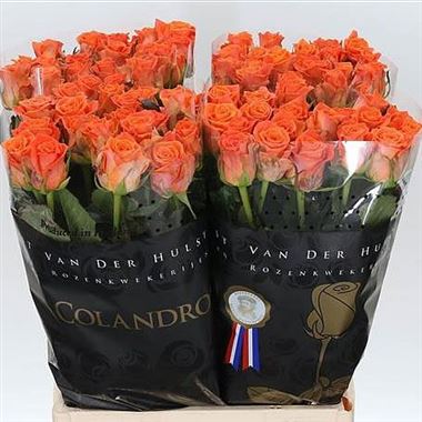 Rose Colandro