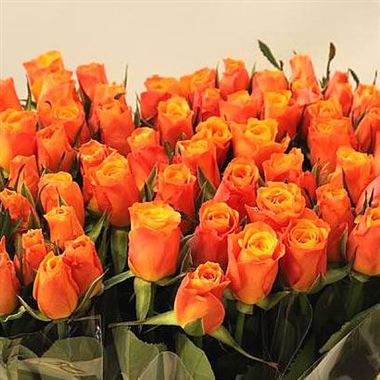 Rose confidens
