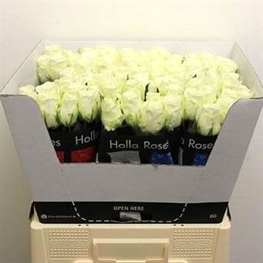 Rose countdown