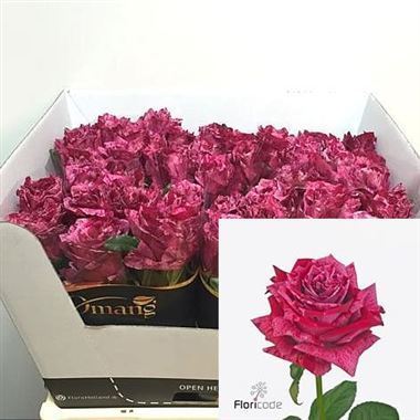 Rose Crazy Eye