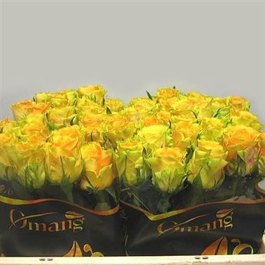 Rose cuba yellow