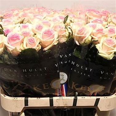 Rose cupcake