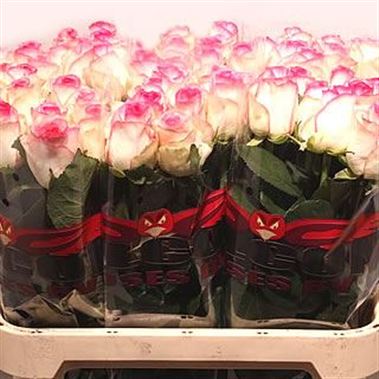 Rose dolce vita