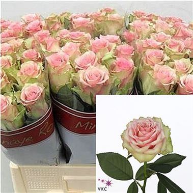 Rose Dreamland