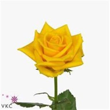 Rose dukat