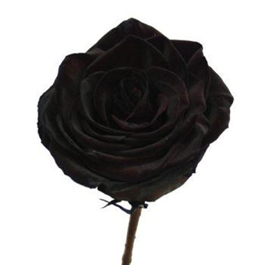 Rose dyed black