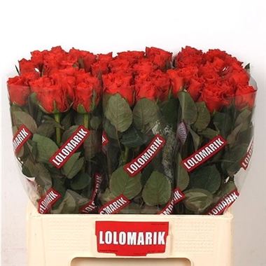 Rose el toro