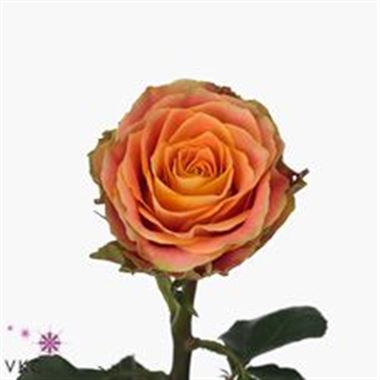 Rose espresso 60cm