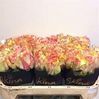 Rose fiesta