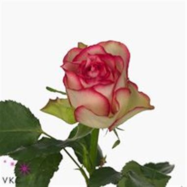 Rose glow