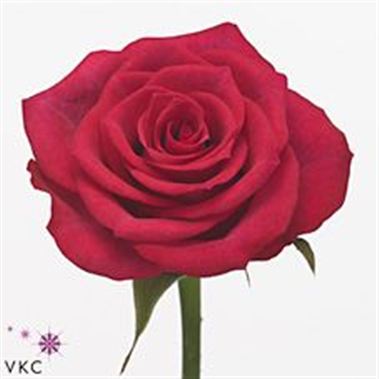 Rose grand europe 40cm (Small Headed)