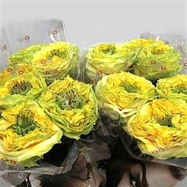 Rose grasshopper