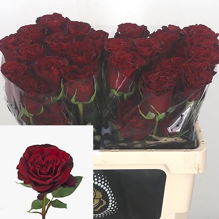 Rose Hearts (Ecuador)