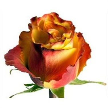 Rose high & yellow magic flame