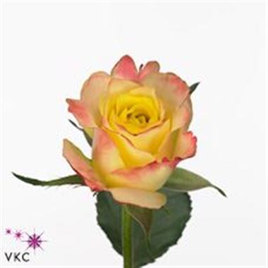 Rose Hot Merengue