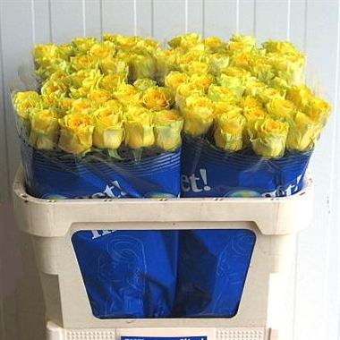 Rose ilios 70cm