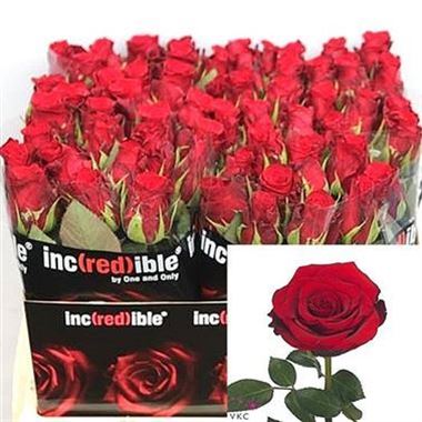 Rose Incredible 40cm (small headed)