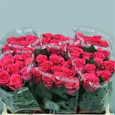 Rose karenza