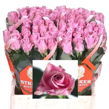 Rose keano