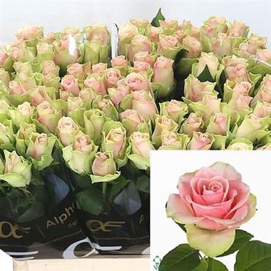 Rose la belle 60cm