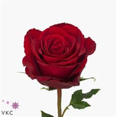 Rose Madam Red