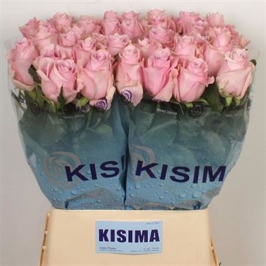 Rose nautica
