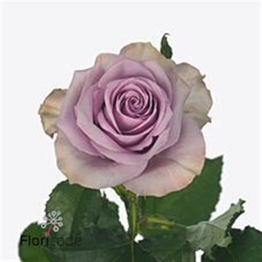 Rose Nightingale 60cm | Wholesale Flowers & Florist Rose Nightingale 60cm | Wholesale Flowers & Florist
