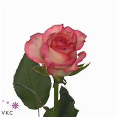 Rose ninetta