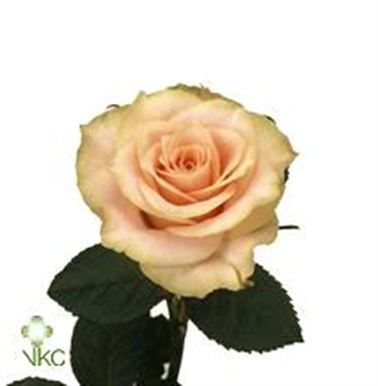 Rose olympia