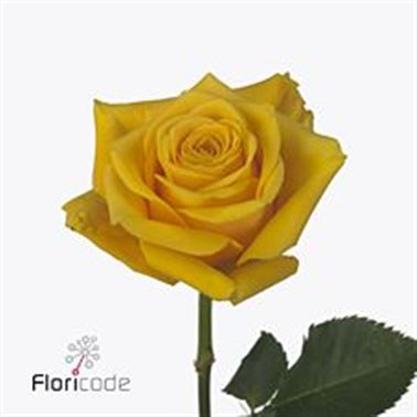 Rose omara