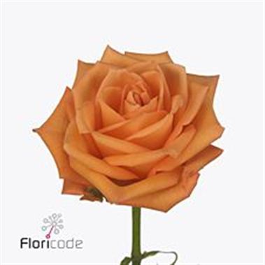 Rose orange party 40cm (Small Headed)