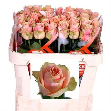Rose pink finess