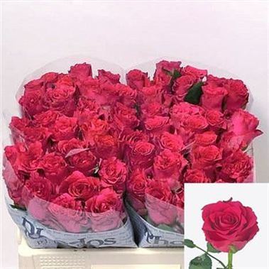 Rose Pink Rhodos