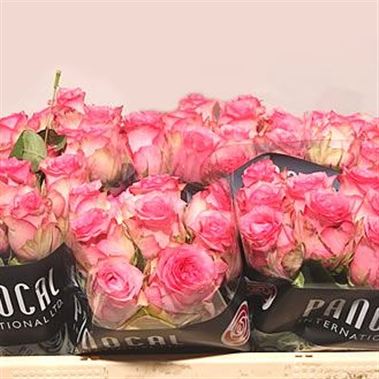 Rose pink shadow