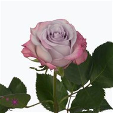 Rose purple haze