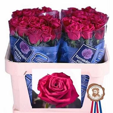 Rose purple power