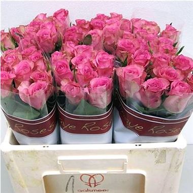 Rose royal jewel