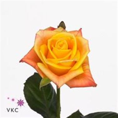 Rose salambo