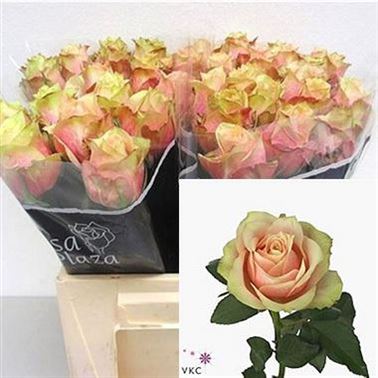 Rose secret love