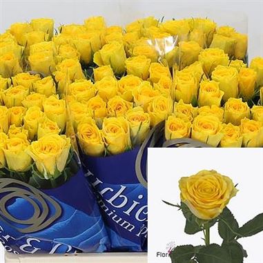 Rose solero