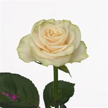 Rose solsy 40cm (small headed)