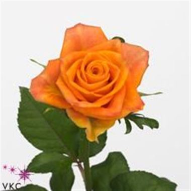 Rose sombrero