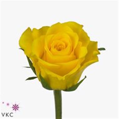 Rose sundance