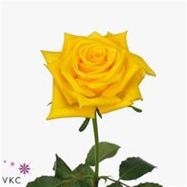 Rose sunny sky 40cm (Small-Headed)