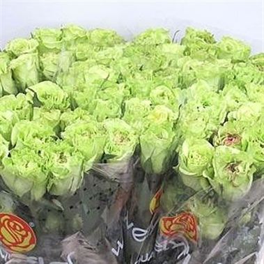 Rose supergreen