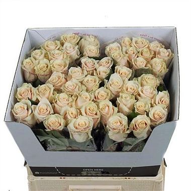 Rose talea 70cm
