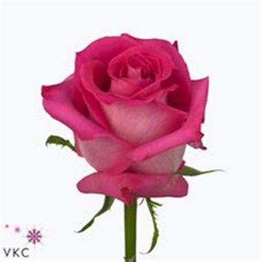 Rose Topaz