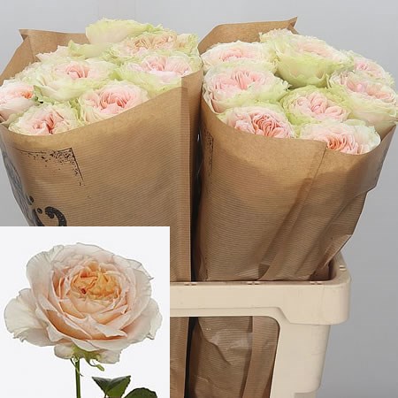 Rose Victoria Bride