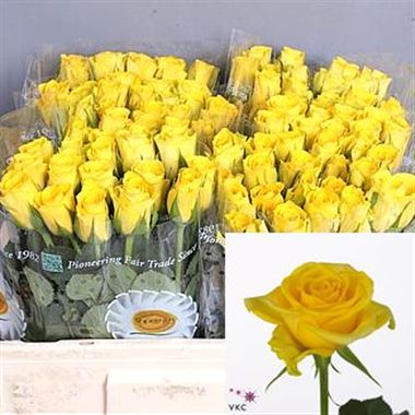 Rose weaver 40cm (small headed)